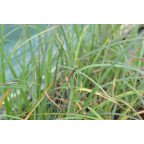 CAREX panicea CAREX panicea