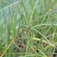 CAREX panicea