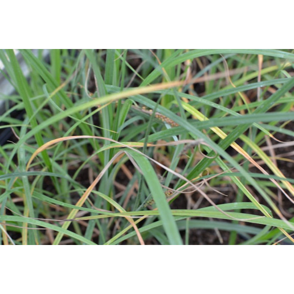 CAREX panicea