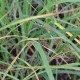 CAREX panicea