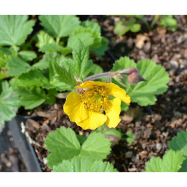 GEUM rivale \'Coppertone\'