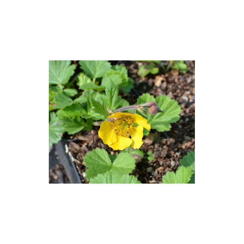 GEUM rivale 'Coppertone' GEUM rivale 'Coppertone'