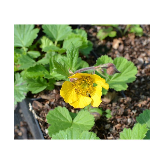 GEUM rivale 'Coppertone'