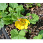 GEUM rivale 'Coppertone' GEUM rivale 'Coppertone'