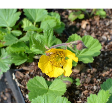 GEUM rivale \'Coppertone\'
