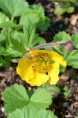 GEUM rivale 'Coppertone'