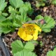 GEUM rivale 'Coppertone'