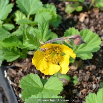 GEUM rivale &#039;Coppertone&#039;