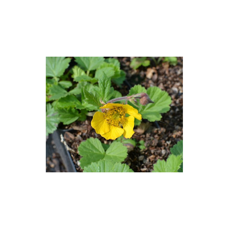 GEUM rivale 'Coppertone' GEUM rivale 'Coppertone'