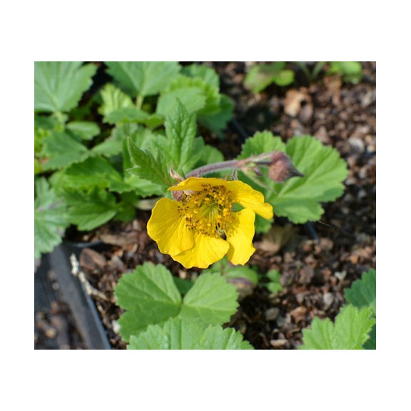 GEUM rivale 'Coppertone'
