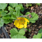 GEUM rivale 'Coppertone' GEUM rivale 'Coppertone'