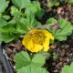 GEUM rivale 'Coppertone'