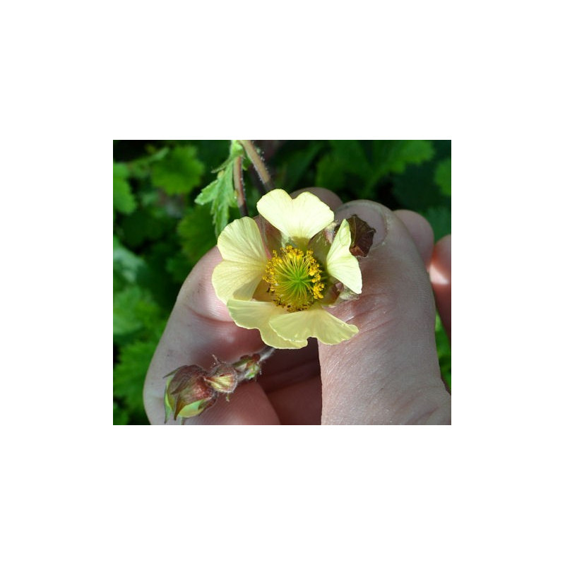 Geum rivale  'Lemon Seedling'