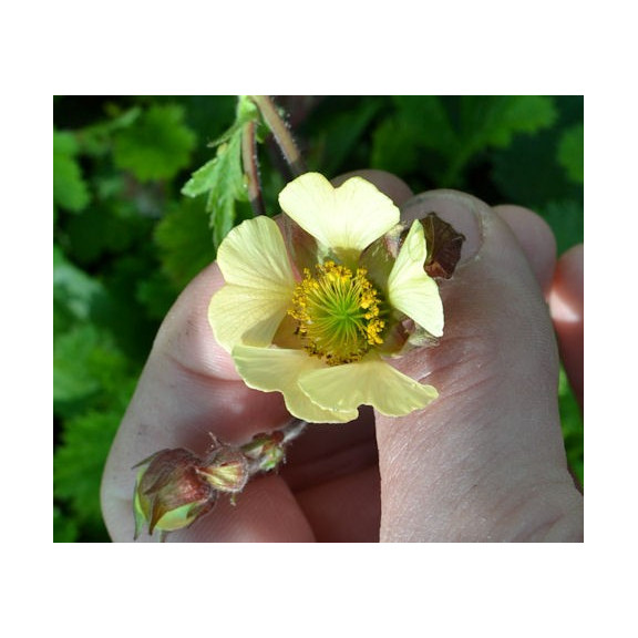 Geum rivale  'Lemon Seedling'