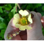 Geum rivale  'Lemon Seedling'