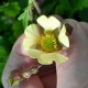 Geum rivale 'Lemon Seedling'