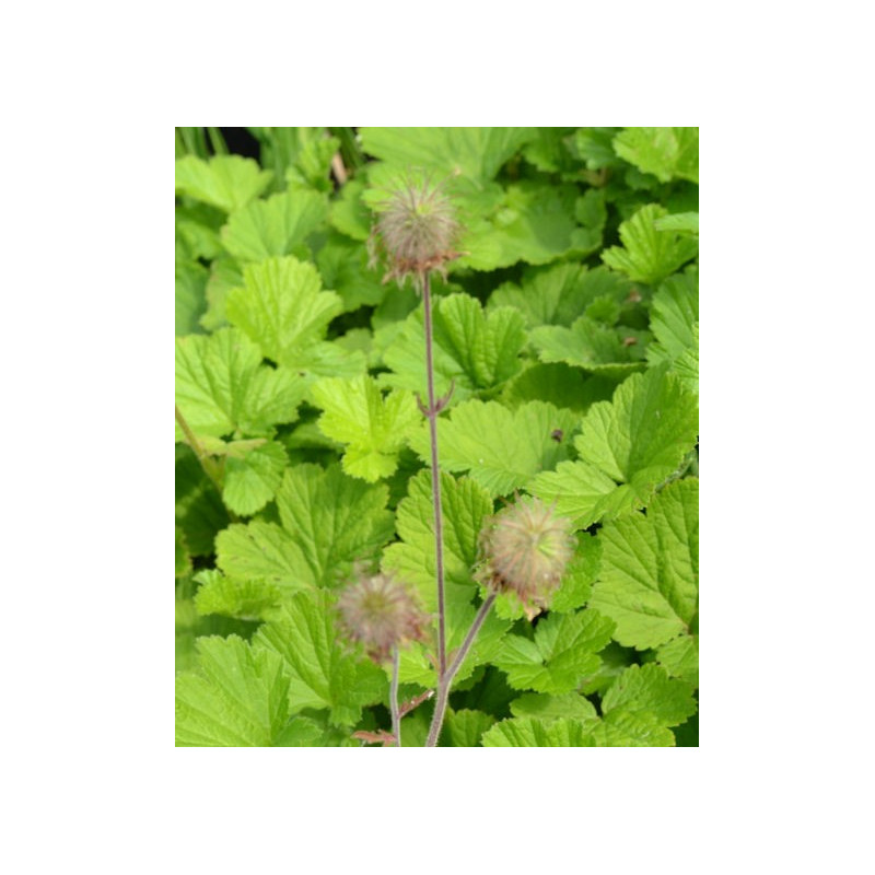 GEUM rivale