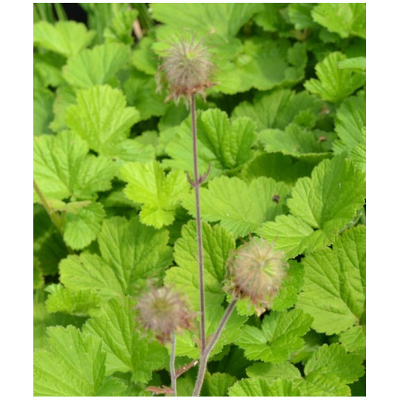 GEUM rivale
