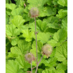 GEUM rivale