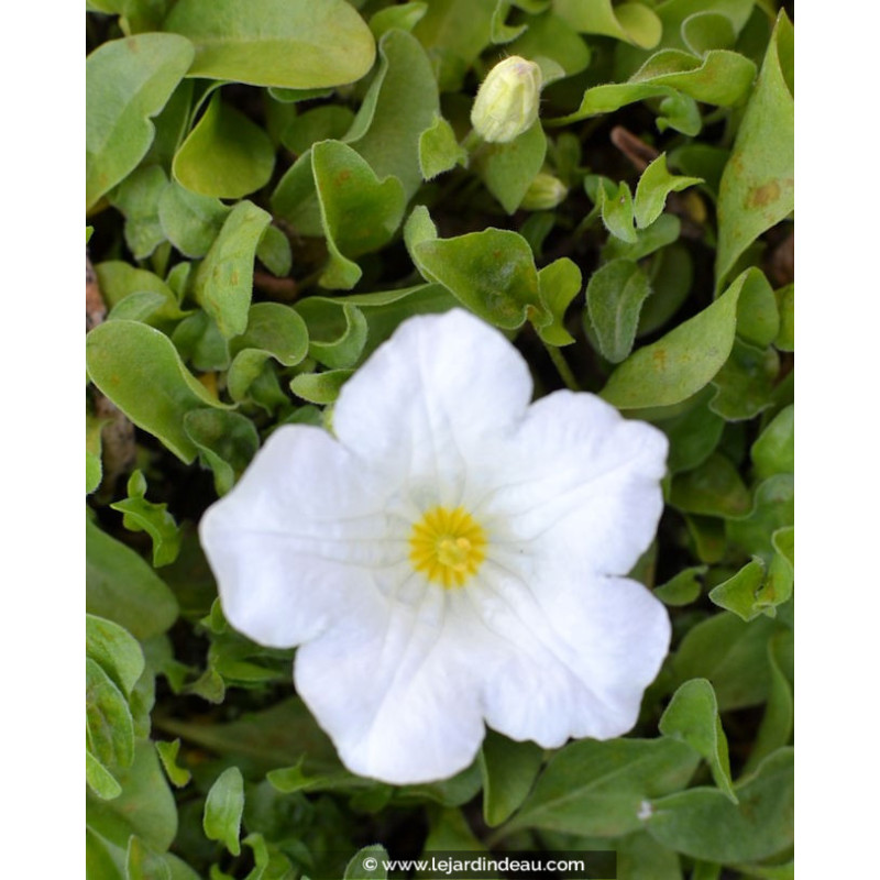 NIEREMBERGIA repens NIEREMBERGIA repens