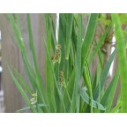 JUNCUS ensifolius