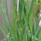 JUNCUS ensifolius