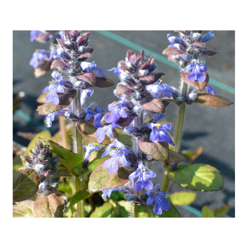AJUGA reptans  'Atropurpurea'