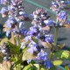 AJUGA reptans 'Atropurpurea'