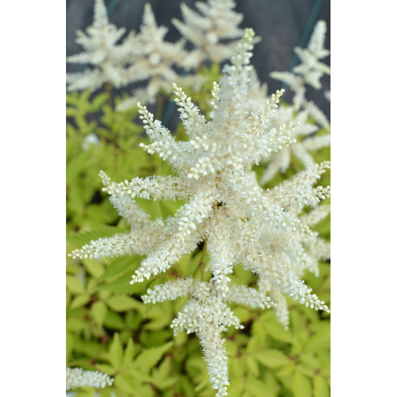 ASTILBE japonica 'Deutschland'