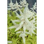 ASTILBE japonica 'Deutschland'