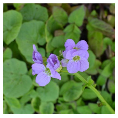 CARDAMINE raphanifolia