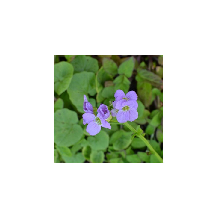 CARDAMINE raphanifolia