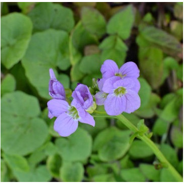 CARDAMINE raphanifolia