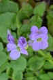 CARDAMINE raphanifolia