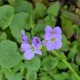 CARDAMINE raphanifolia