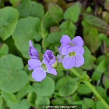 CARDAMINE raphanifolia