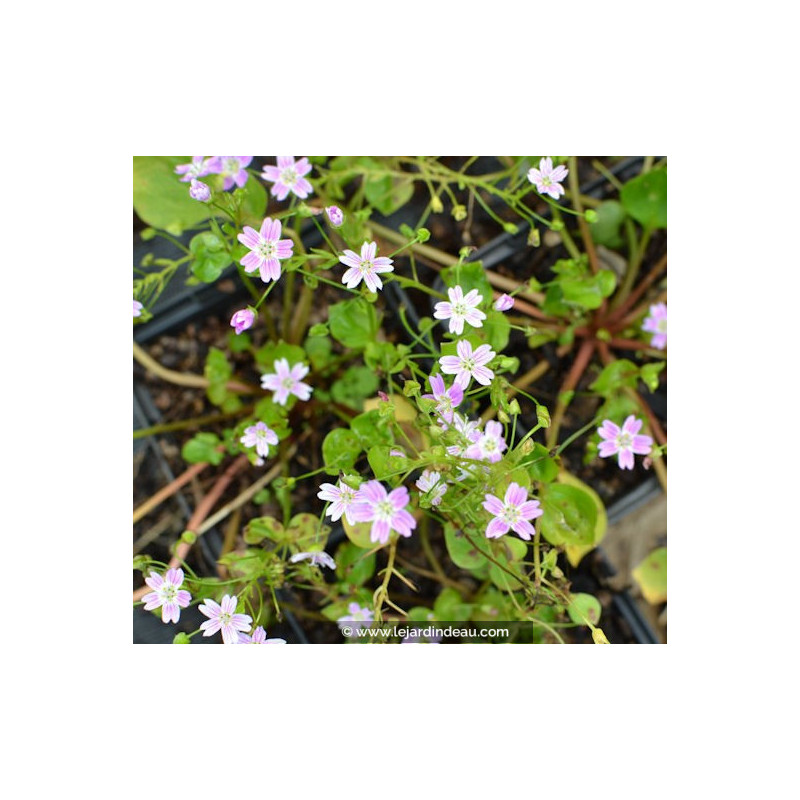 CLAYTONIA sibirica