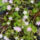 CLAYTONIA sibirica