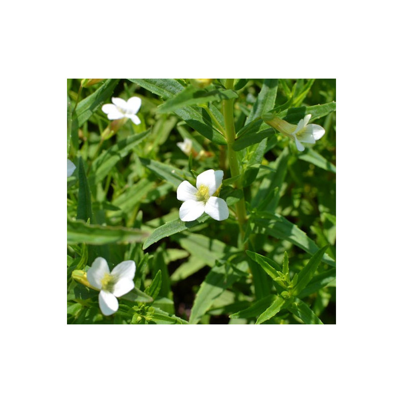 GRATIOLA officinalis GRATIOLA officinalis