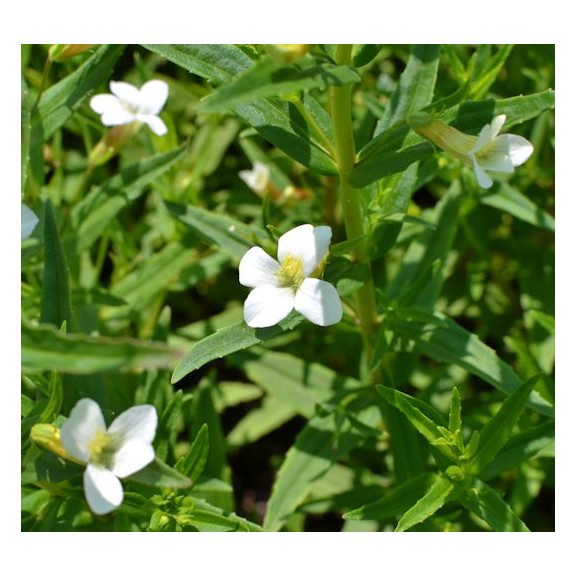 GRATIOLA officinalis
