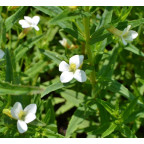 GRATIOLA officinalis GRATIOLA officinalis