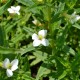 GRATIOLA officinalis