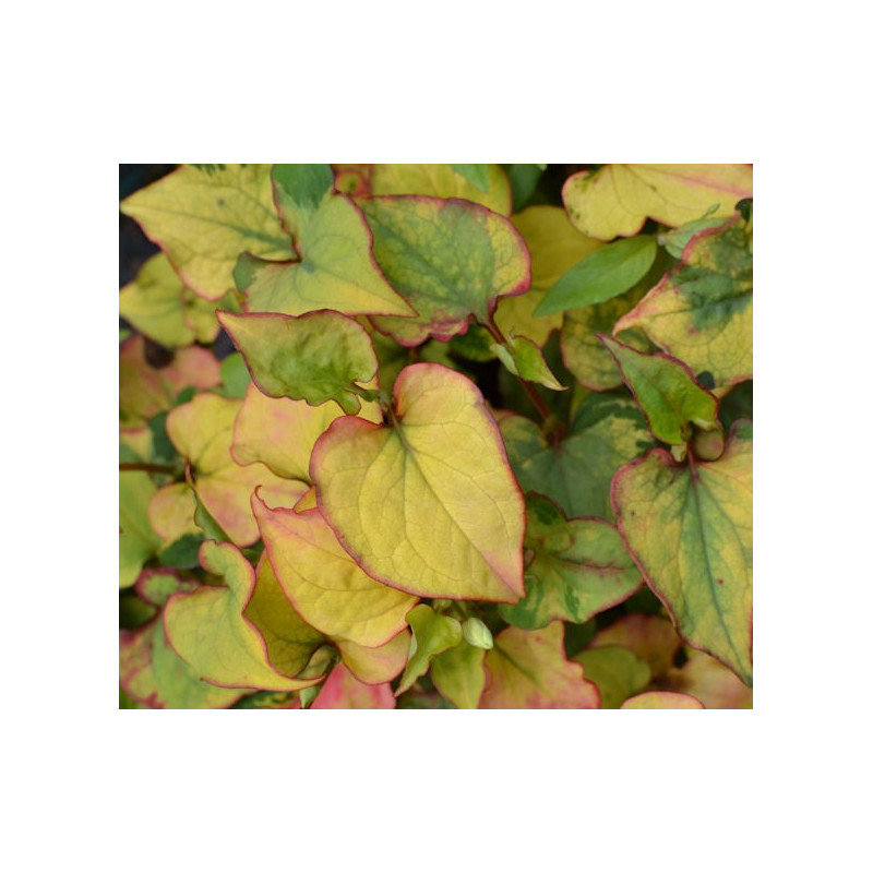 HOUTTUYNIA cordata 'Joker's Gold'