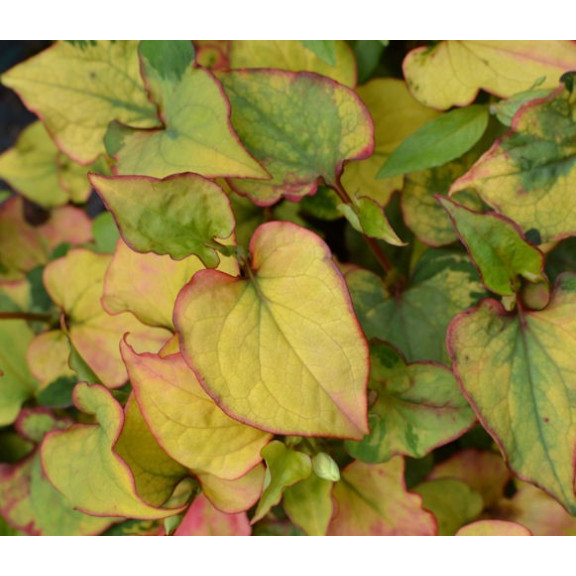 HOUTTUYNIA cordata 'Joker's Gold'