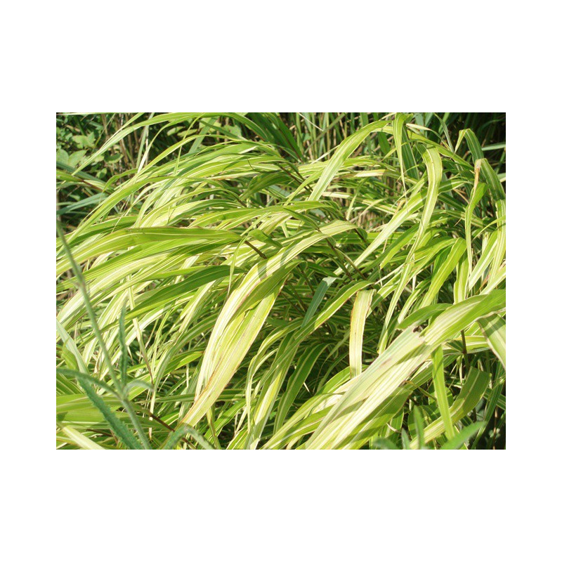 HAKONECHLOA macra 'Albostriata', herbe du Japon panach&eacute;e - Le Jardin d'eau