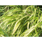 HAKONECHLOA macra 'Albostriata', herbe du Japon panach&eacute;e - Le Jardin d'eau