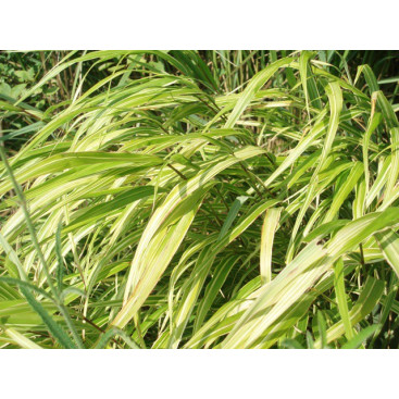 HAKONECHLOA macra \'Albostriata\'