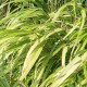HAKONECHLOA macra 'Albostriata'