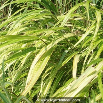 HAKONECHLOA macra &#039;Albostriata&#039;