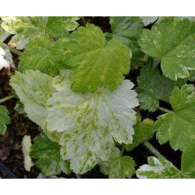 MITELLA japonica \'Variegata\'